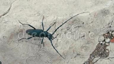欧洲野生动物黑长角甲虫正在用腿清洁长触角
